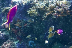 Pycnochromis atripes