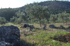 Cyclamen graecum graecum