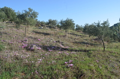 Cyclamen graecum graecum