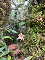 Masdevallia amanda