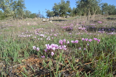 Cyclamen graecum graecum