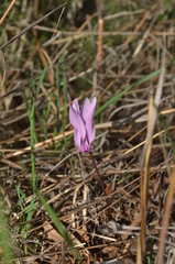 Cyclamen graecum graecum