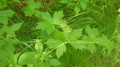 Geranium wlassovianum