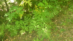 Pleurospermum uralense