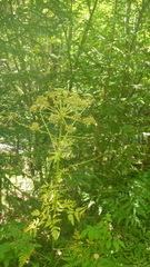 Pleurospermum uralense