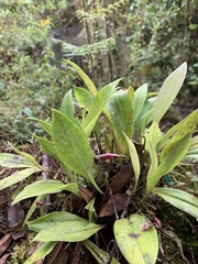Scaphosepalum swertiifolium