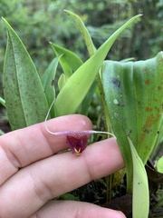 Scaphosepalum swertiifolium