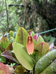 Restrepia