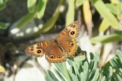 Junonia neildi varia