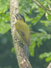 Picus vittatus
