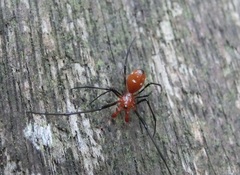 Argyrodes miniaceus