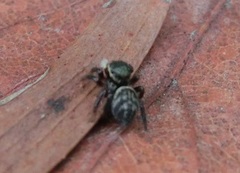 Carrhotus sannio
