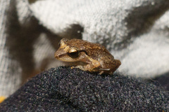 Eleutherodactylus johnstonei