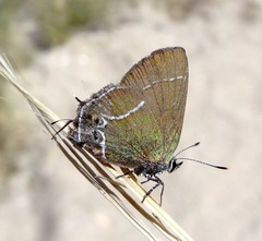 Callophrys xami