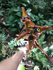 Heliconia spathocircinata