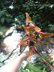 Heliconia spathocircinata