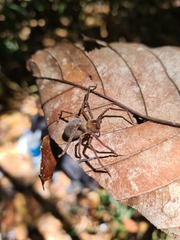 Sparassidae