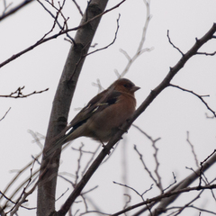 Fringilla coelebs