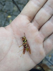 Polistes carnifex carnifex
