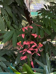 Amherstia nobilis