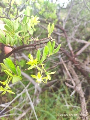 Vangueria triflora