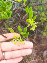 Vangueria triflora