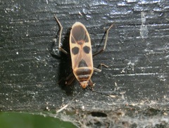 Physopelta gutta gutta