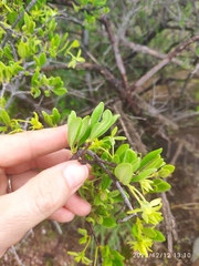 Vangueria triflora