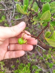 Vangueria triflora