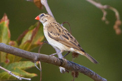 Pin-Tailed Whydah photo 2