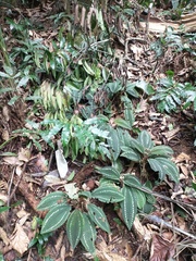 Salpinga margaritacea