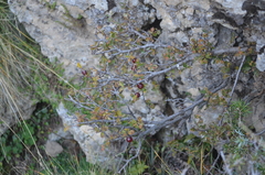 Prunus prostrata