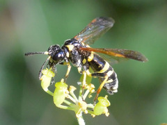 Tenthredo marginella