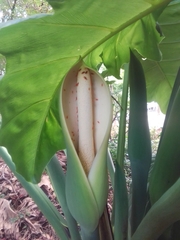 Philodendreae