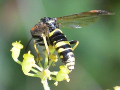 Tenthredo marginella