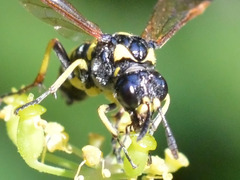 Tenthredo marginella