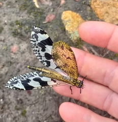 Palpares speciosus