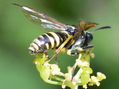 Tenthredo marginella