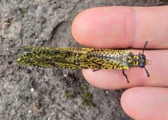 Palpares speciosus