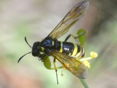 Tenthredo marginella