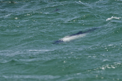 Cephalorhynchus commersonii