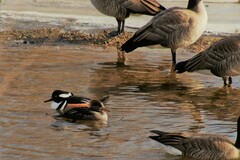 Lophodytes cucullatus