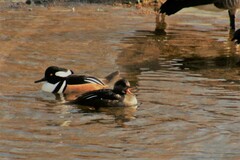 Lophodytes cucullatus