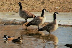 Lophodytes cucullatus