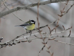 Parus major