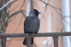 Corvus monedula