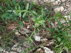 Stachys atherocalyx