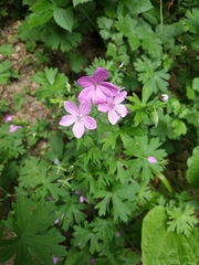 Geranium asphodeloides