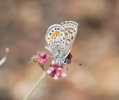 Euphilotes bernardino