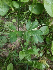 Ranunculus constantinopolitanus